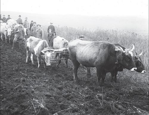 Урожай 1930 года